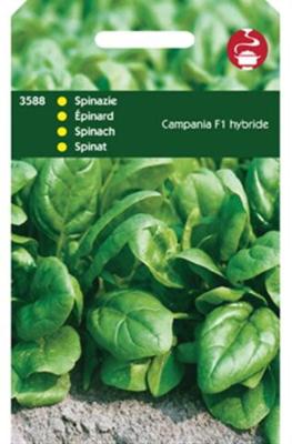 Zaden Spinazie Campania F1 50g Tuinplus - Tuinplus Zaden Spinazie Campania F1 50g Tuinplus - Tuinplus