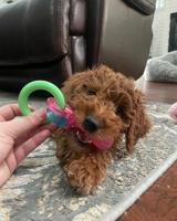 Nylabone kauwbot puppy chew teething pacifer Gebr. de Boon - Gebr de boon - thumbnail