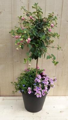 Plastic plantenbak antraciet Fuchsia roze met zomerbloeiers roze h80 cm Warentuin Natuurlijk - Warentuin natuurlijk
