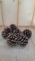 5 decoratie dennenappels Warentuin Natuurlijk - Warentuin natuurlijk - thumbnail