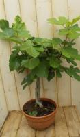 Vijg 60 cm Ficus Warentuin Natuurlijk - Warentuin natuurlijk - thumbnail
