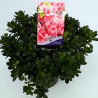 Rododendron (Rhododendron Japonica "Anne Frank") heester - 30-35 cm - 1 stuks - thumbnail