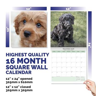 Cockapoo Puppies Kalender 2026