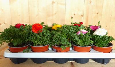 Ranonkels 10 stuks in tray mix kleuren Warentuin Natuurlijk - Warentuin natuurlijk Ranonkels 10 stuks in tray mix kleuren Warentuin Natuurlijk - Warentuin natuurlijk