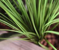 Kunst grasplant 60cm - groen - thumbnail