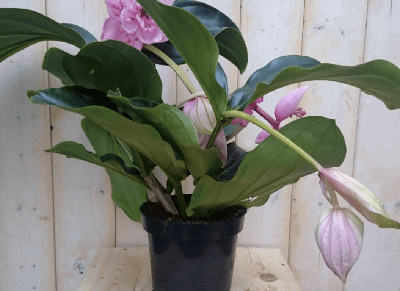 3 stelen en 3 bloemen Trosbloem roze Medinilla Magnifica kamerplant Warentuin Natuurlijk - Warentuin natuurlijk