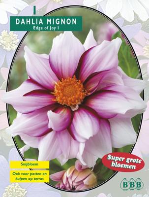 Zomer Bloembollen Dahlia Mignon Edge of joy per 1 Baltus - Baltus Zomer Bloembollen Dahlia Mignon Edge of joy per 1 Baltus - Baltus