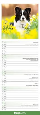 Border Collie Slim Calendar 2026 Dog Breed Slimline Calendar - 12 Month