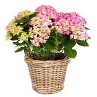 Van der Leeden aardappelmand 30 cm antiek grijs - thumbnail