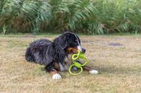 Trixie aquatoy touw trekspeeltje ringen polyester geel / groen - thumbnail