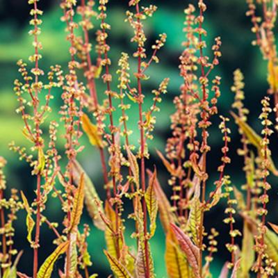 Moerings Rumex sauvignea - Bonte waterzuring