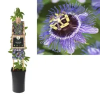 Klimplant Passiflora Purple Rain - Paarse Passiebloem - thumbnail