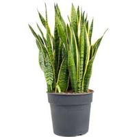 Sansevieria laurentii XXL kamerplant - thumbnail