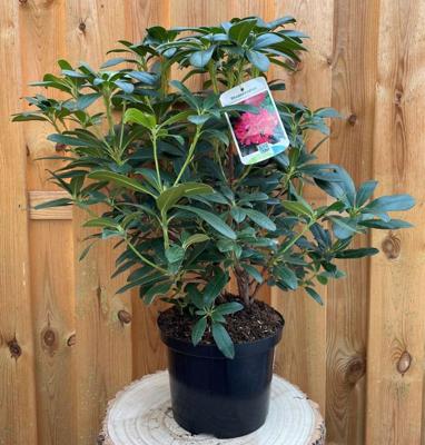 Rhododendron Scyphocalix groenblijvende heester rododendron met roze bloemen ca. 60-70cm incl. pot Warentuin Natuurlijk - Warentuin natuurlijk