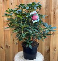 Rhododendron Scyphocalix groenblijvende heester rododendron met roze bloemen ca. 60-70cm incl. pot Warentuin Natuurlijk - Warentuin natuurlijk - thumbnail