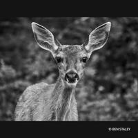 Panasonic Lumix G LEICA DG VARIO-ELMAR 100-400mm F/4.0-6.3 II ASPH. POWER O.I.S. (H-RSA100400E) - thumbnail