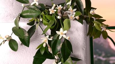 Dolce & Gabbana Devotion Intense Eau de Parfum Spray 30 ml Dames Dolce & Gabbana Devotion Intense Eau de Parfum Spray 30 ml Dames