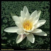 Witte waterlelie (Nymphaea albatros) waterlelie (6-stuks) - thumbnail