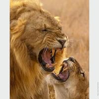 Sony SEL FE 200-600mm F5.6-6.3 G OSS - thumbnail