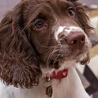 Animology Derma Dog Shampoo - thumbnail