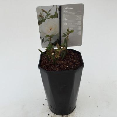 Struikroos Rosa Helga Arie Bouman - Arie bouman Struikroos Rosa Helga Arie Bouman - Arie bouman