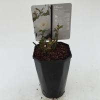 Struikroos Rosa Helga Arie Bouman - Arie bouman - thumbnail