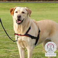 TRIXIE HONDENTUIG TRAININGSTUIG LEAD'N'WALK SOFT ZWART 45-70X2,5 CM - thumbnail