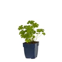 Geranium Philippe Vapelle vaste plant Griffioen - Griffioen - thumbnail