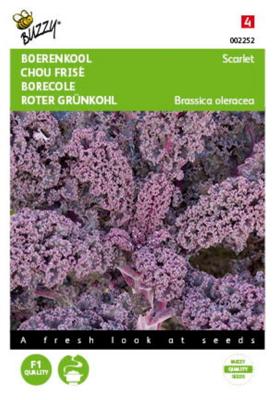 Zaden Boerenkool Scarlet Paars Buzzy - Buzzy