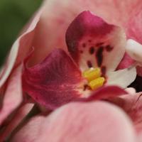 Phalaenopsis Kunstbloem 95cm Zalm - thumbnail