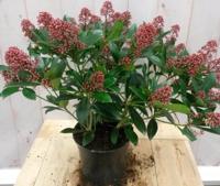 Skimmia rood 40 cm Warentuin Natuurlijk Rubella Japonica - Warentuin natuurlijk - thumbnail