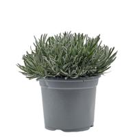 Lavendel Lavandula II kruidenplant Warentuin Natuurlijk - Warentuin natuurlijk - thumbnail