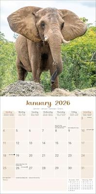 Olifanten Kalender 2026