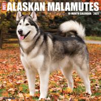 Alaskan Malamute Kalender 2021 - thumbnail