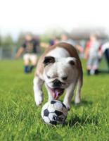Hond Sport net a 3 sportballen medium Kong Gebr. de Boon - Kong - thumbnail
