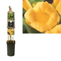 Klimplant Gele Trompetbloem - Campsis radicans Flava - thumbnail
