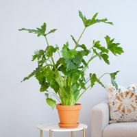 Philodendron Shangri-La - P17 - thumbnail