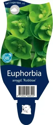Euphorbia amygd. Robbiae vaste plant Griffioen - Griffioen