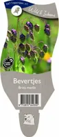 Bevertjes vaste plant Griffioen - Griffioen - thumbnail