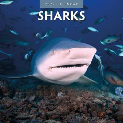 Haaien Kalender 2027 Haaien Kalender 2027