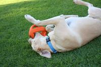 Happy Pet grubber interactieve voetbal oranje - thumbnail