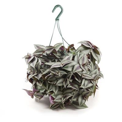 Tradescantia &apos;Purpussi&apos; (Vaderplant) - P 18 cm