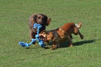 HAPPY PET KING SIZE TUG FLOSTOUW XL 123X18 CM - thumbnail