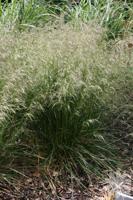 Ruwe Smele - thumbnail