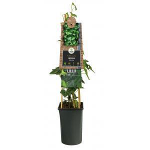 Klimop Hedera Helix Glacier 120 cm klimplant Klimop Hedera Helix Glacier 120 cm klimplant
