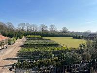 Olijfboom Pon Pon - Olea Europaea - thumbnail