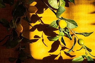 PTMD Citroen Kunsttak - 75 x 42 x 140 cm - Groen