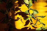 PTMD Citroen Kunsttak - 75 x 42 x 140 cm - Groen - thumbnail