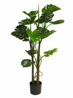 Monstera deliciosa green 120cm - thumbnail