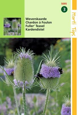 Zaden Dipsacus Weverskaarde Hortitops - Hortitops